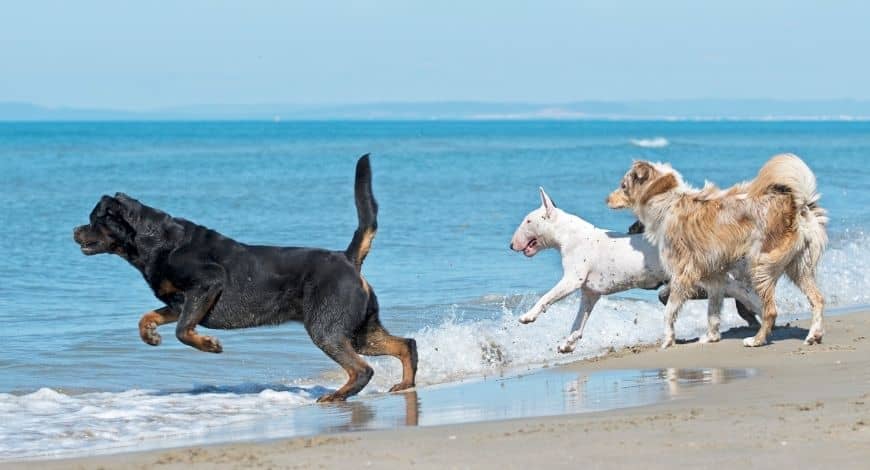 Playas para perros en Galicia
